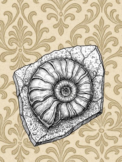 Fossilien, Geologie & Naturkundliche Exponate